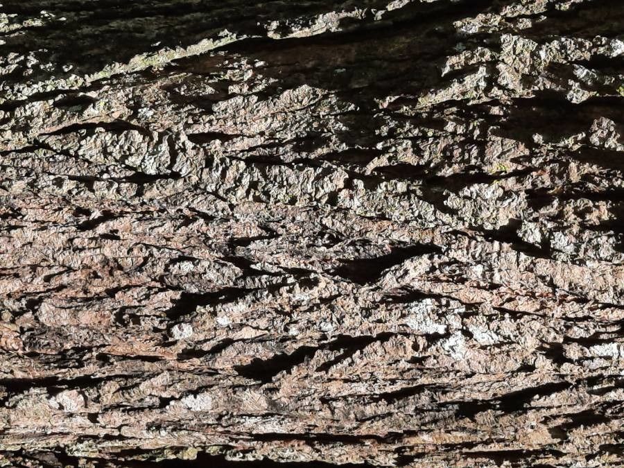 Platymiscium parviflorum bark
