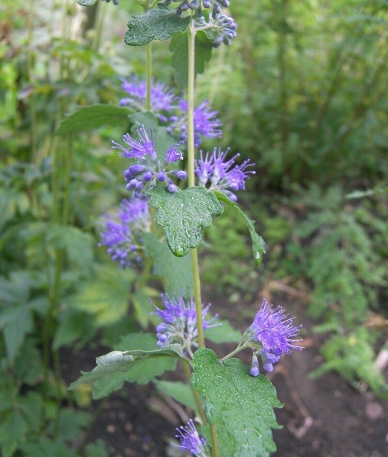 Caryopteris incana flower