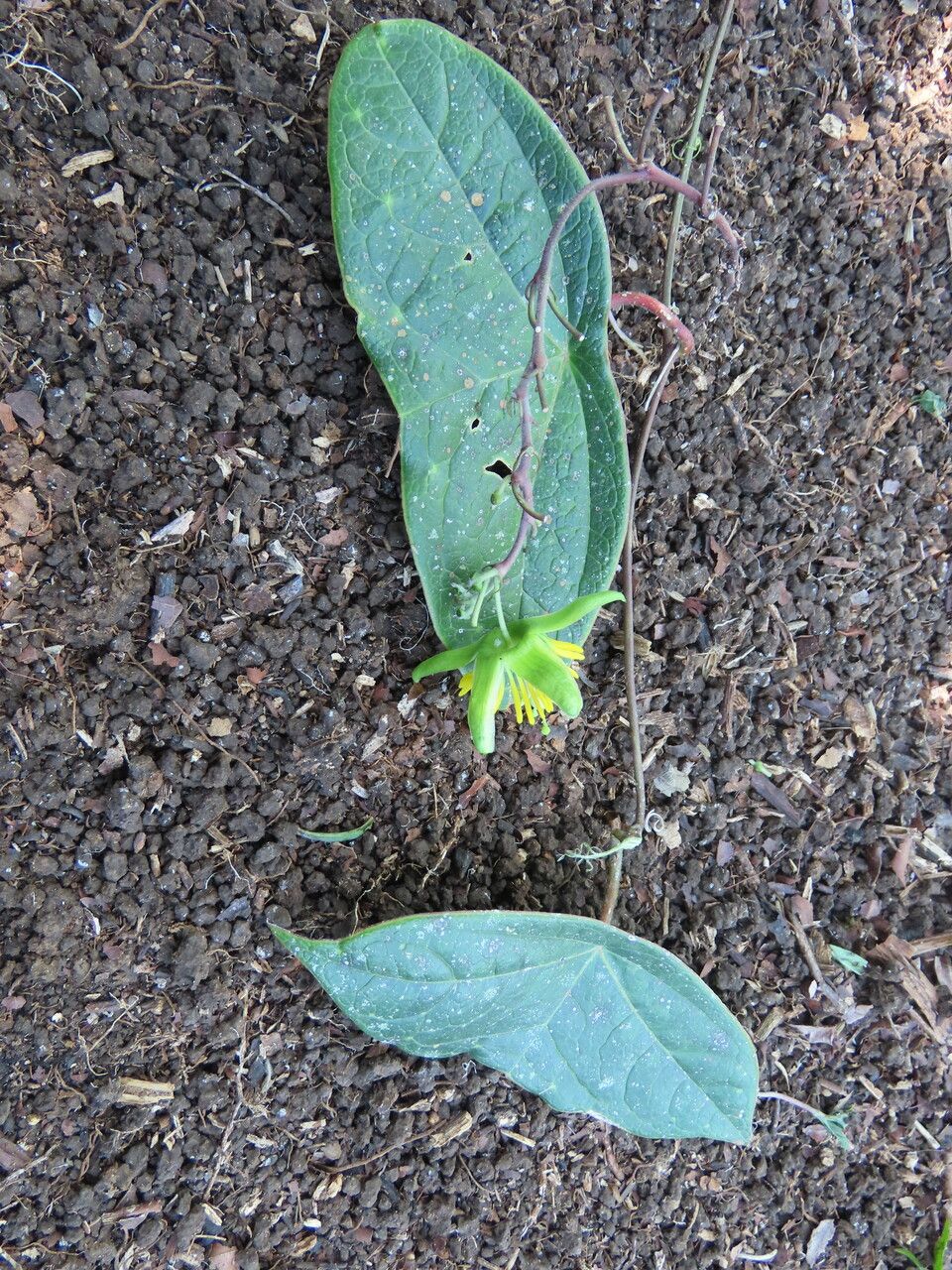 Passiflora megacoriacea — houseplant care guide