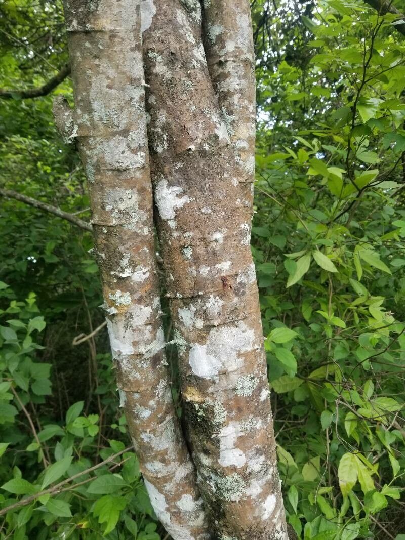 Machaerium isadelphum bark