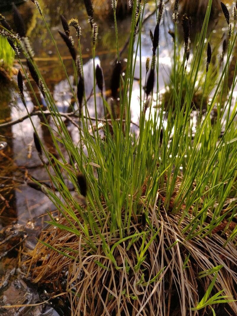 Carex stricta flower