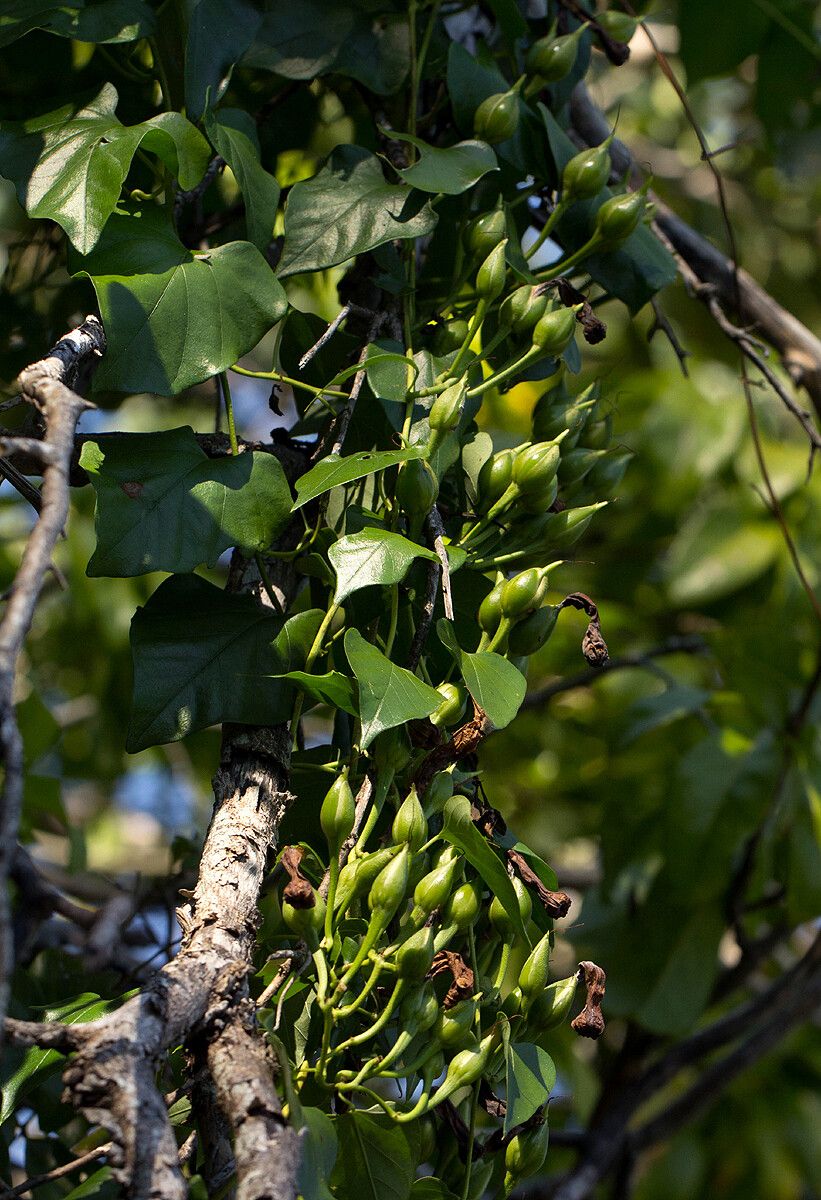 Ipomoea shupangensis — houseplant care guide