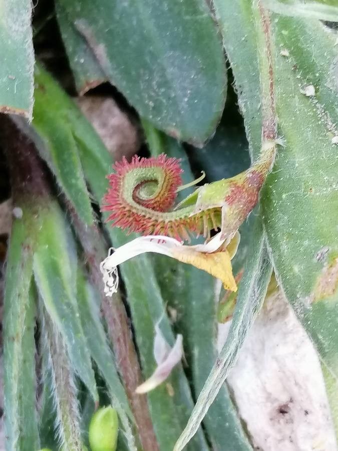 Scorpiurus sulcatus fruit