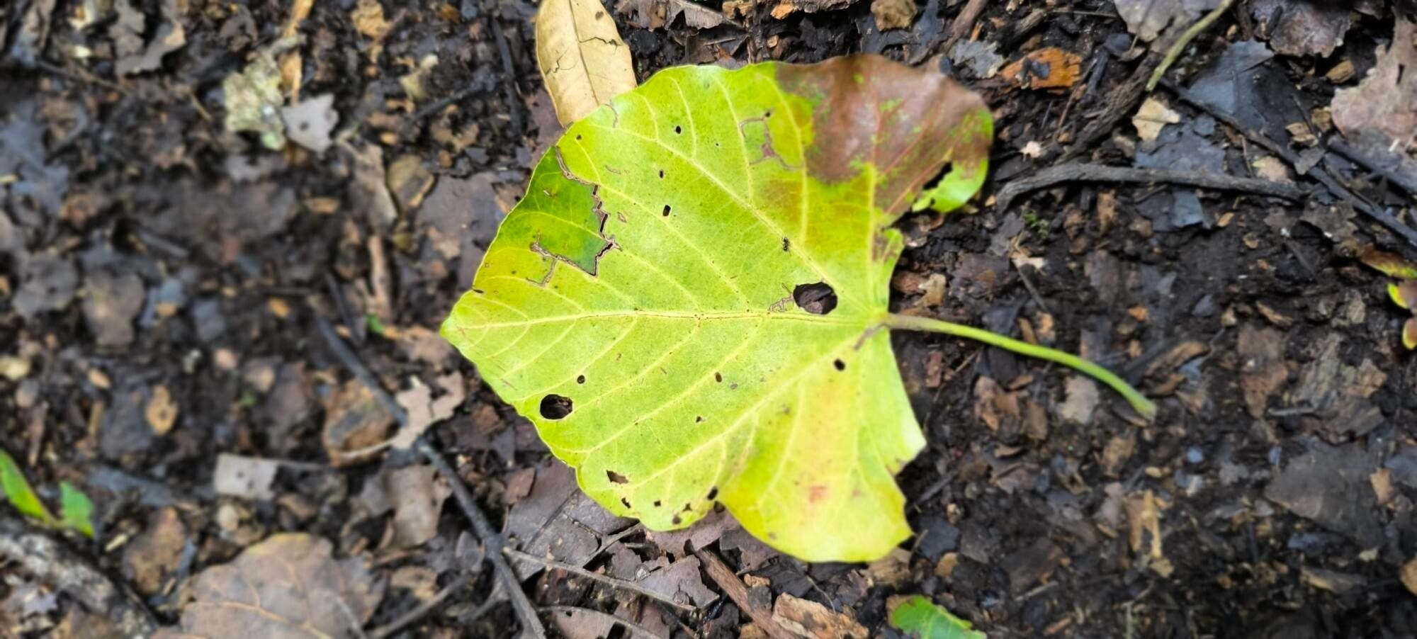 Pterygota mildbraedii leaf