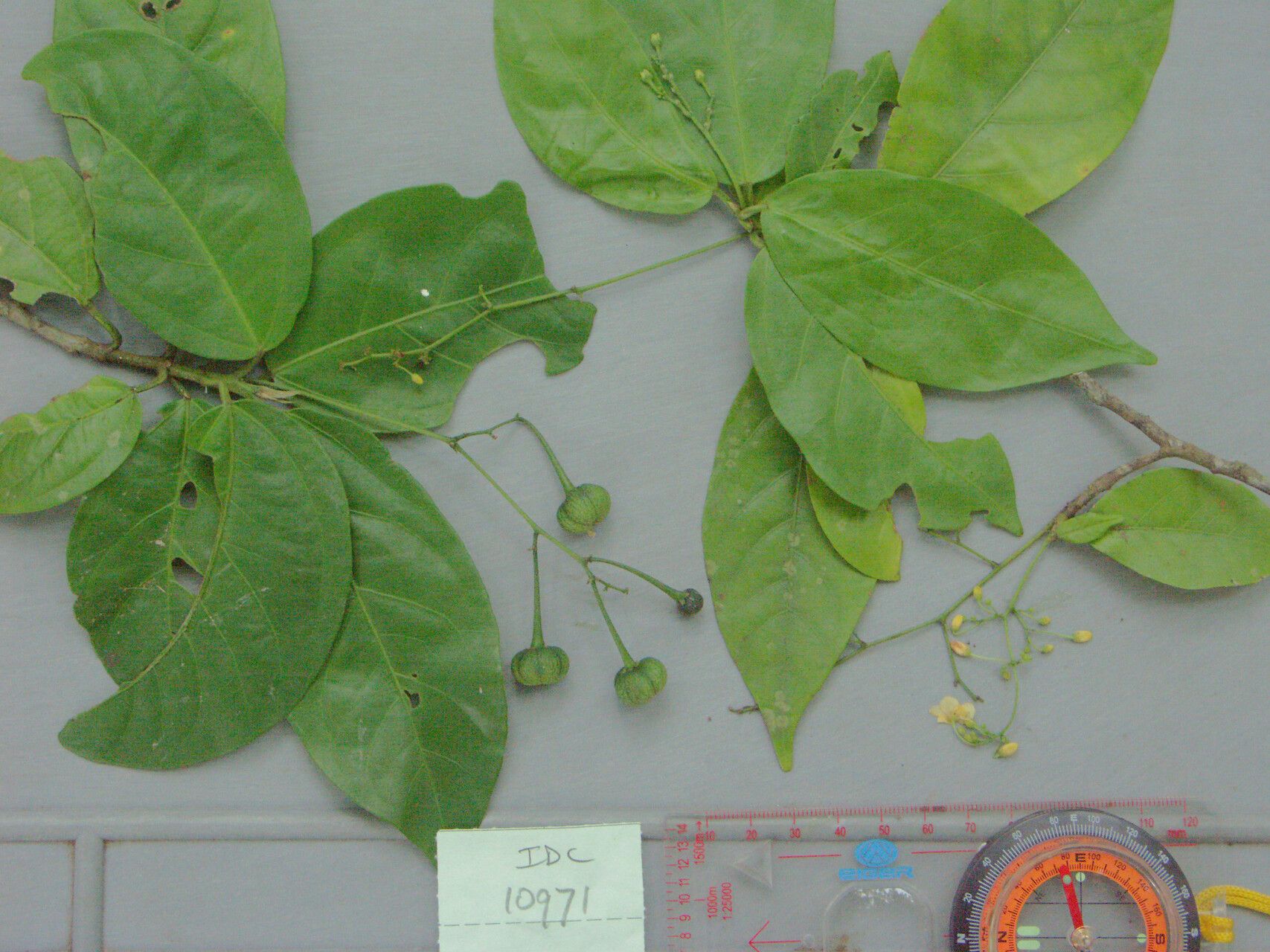 Trigonostemon viridissimus fruit