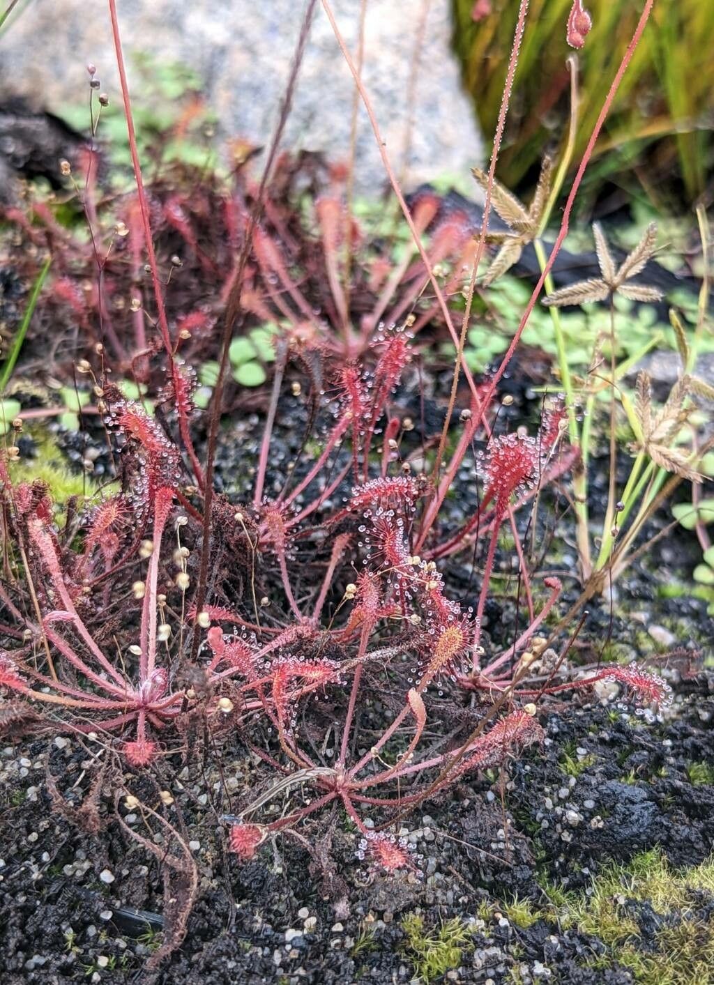 Drosera nidiformis habit