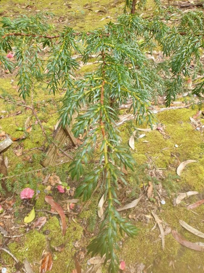 Juniperus brevifolia