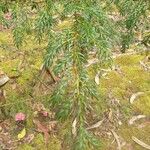Juniperus brevifolia