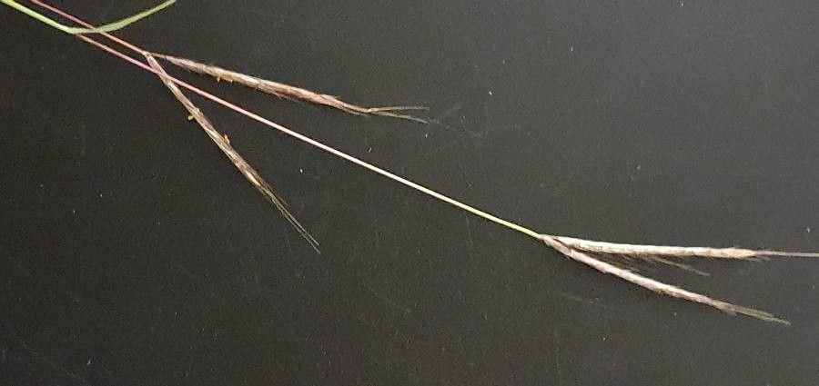 Andropogon schirensis flower