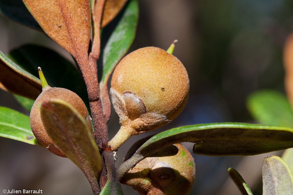 Planchonella contermina — houseplant care guide