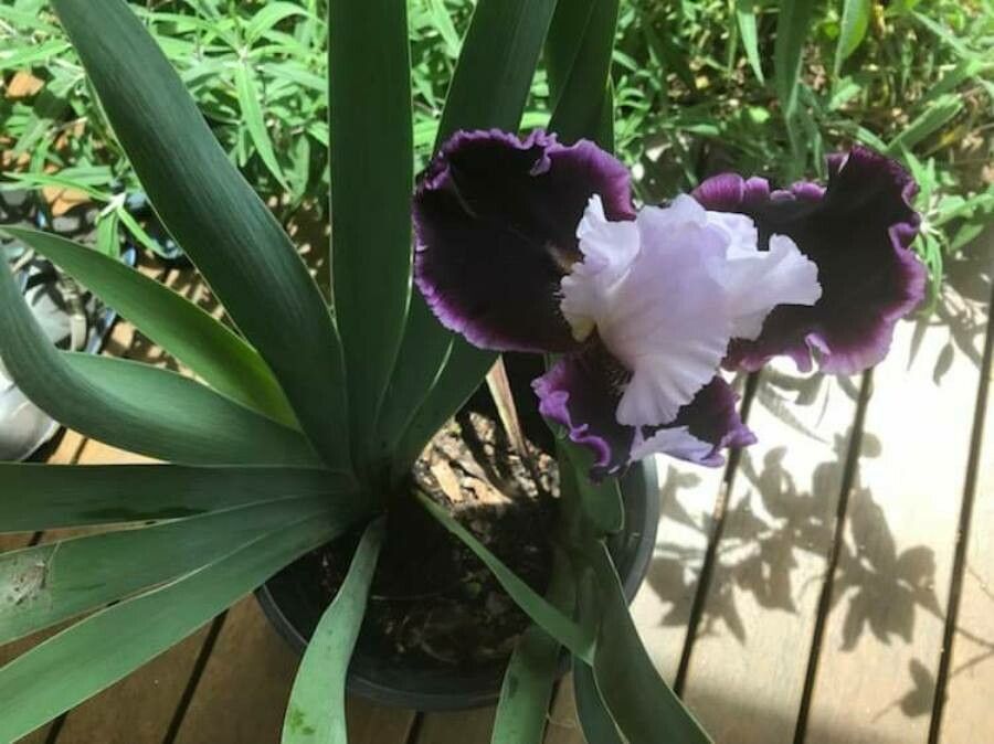 Iris × germanica habit