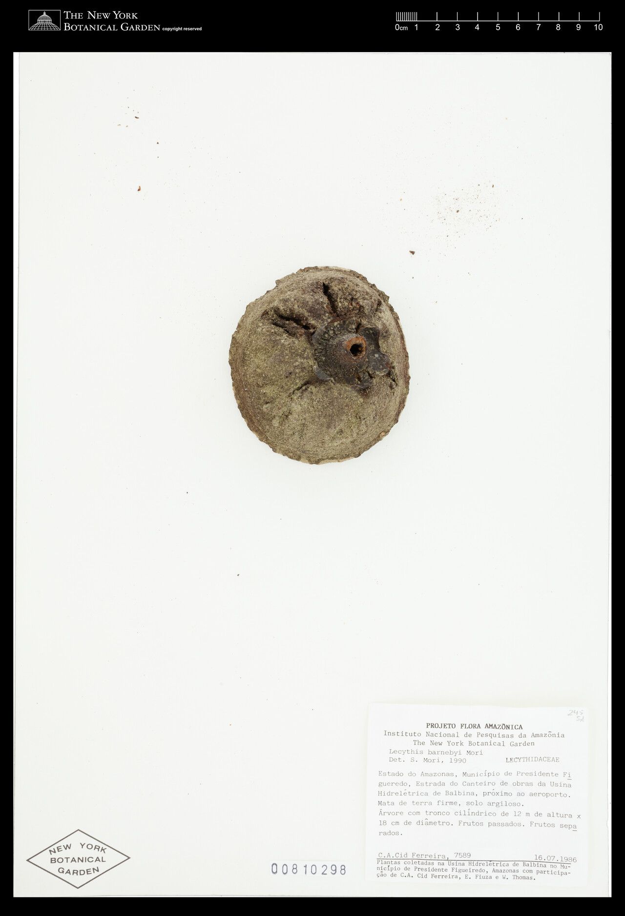 Lecythis barnebyi flower