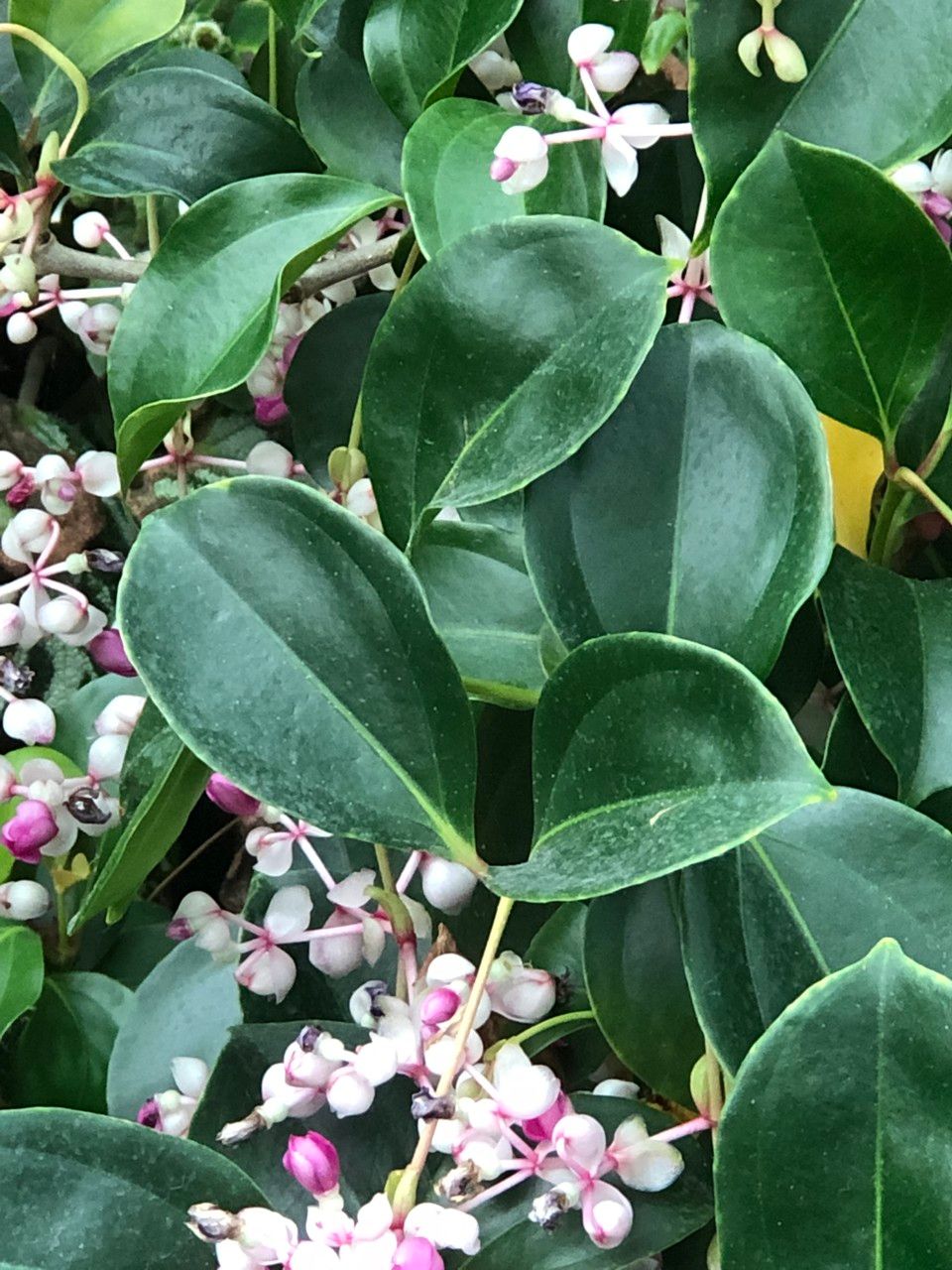 Medinilla mindorensis habit