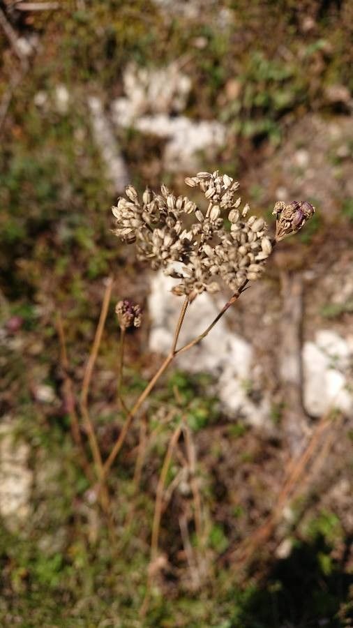 Seseli montanum fruit