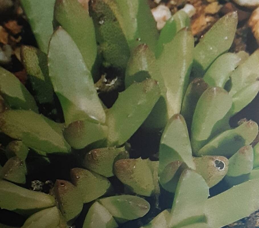 Stomatium suricatinum — houseplant care guide