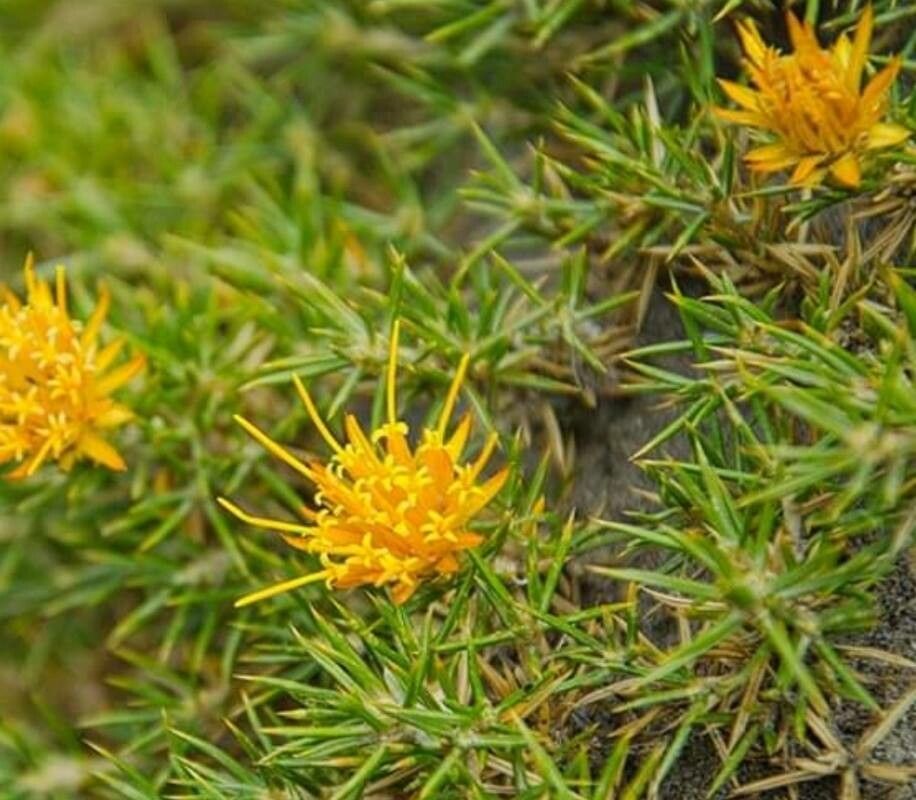 Chuquiraga aurea — related species from the same genus