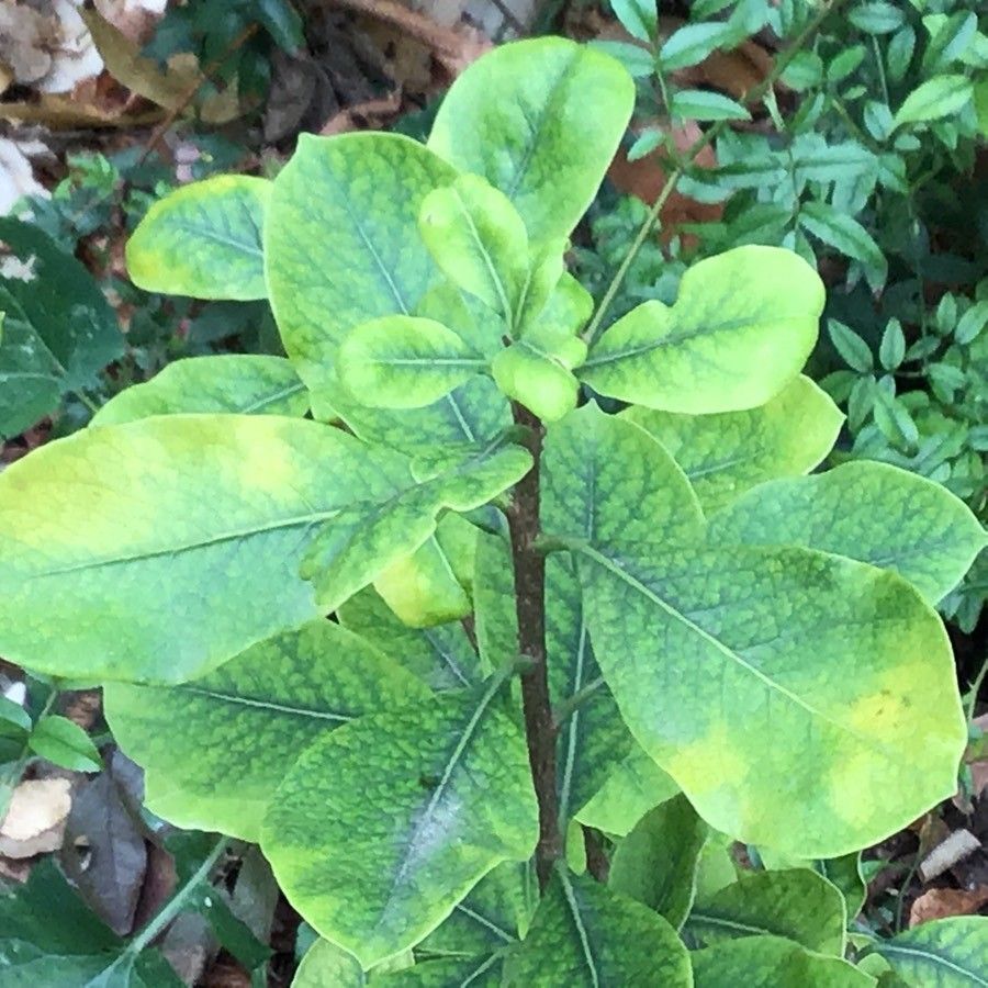 Pittosporum viridiflorum — search result for 'Pittosporum'