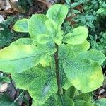 Pittosporum viridiflorum