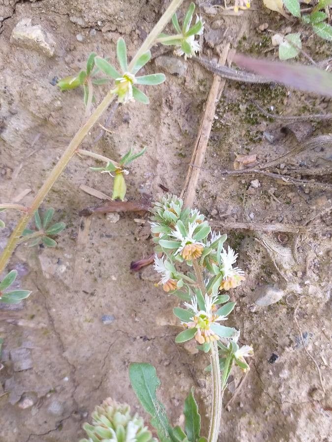 Reseda phyteuma flower