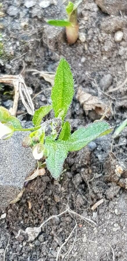 Arabis auriculata leaf