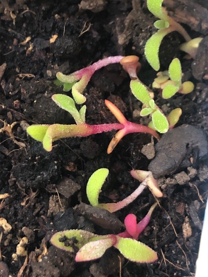 Dorotheanthus bellidiformis — houseplant care guide