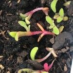 Dorotheanthus bellidiformis