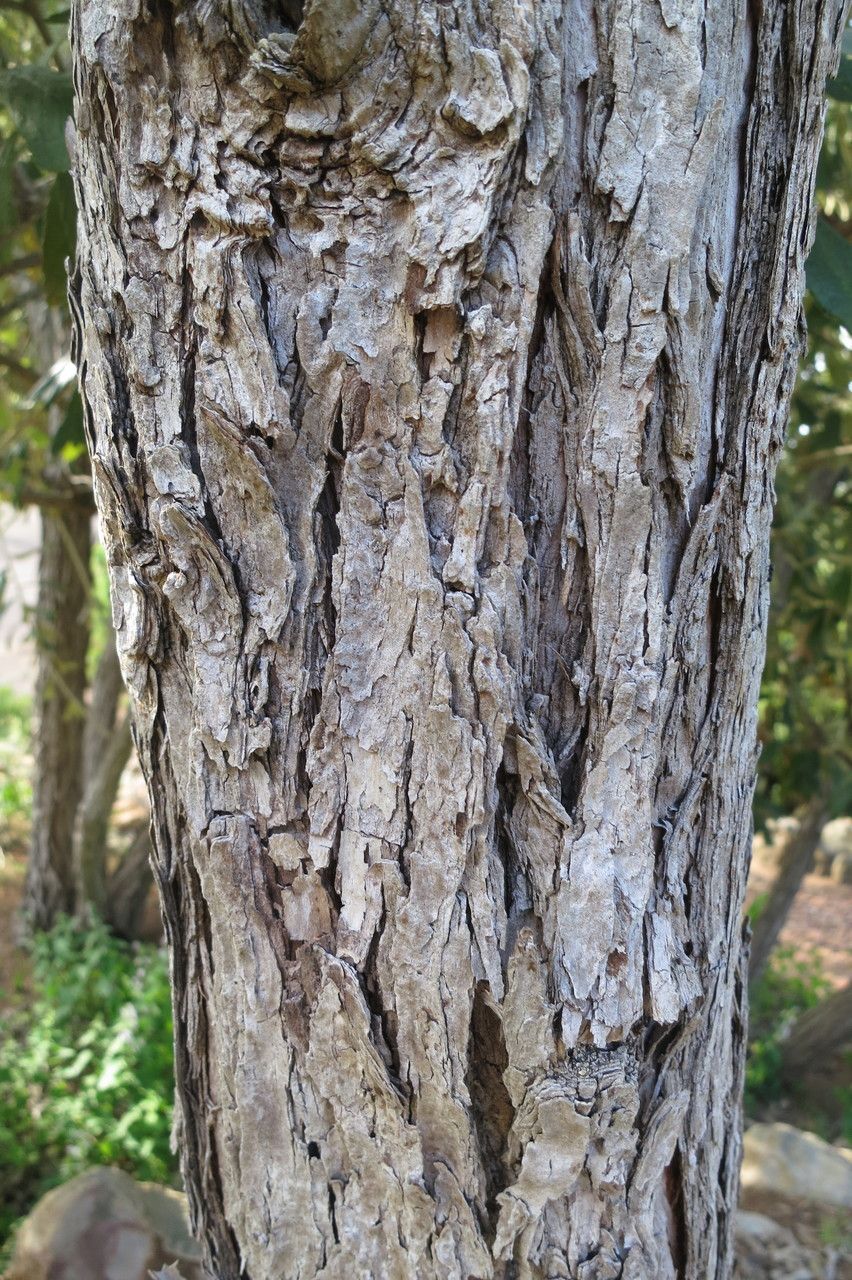 Tarchonanthus trilobus — related species from the same genus