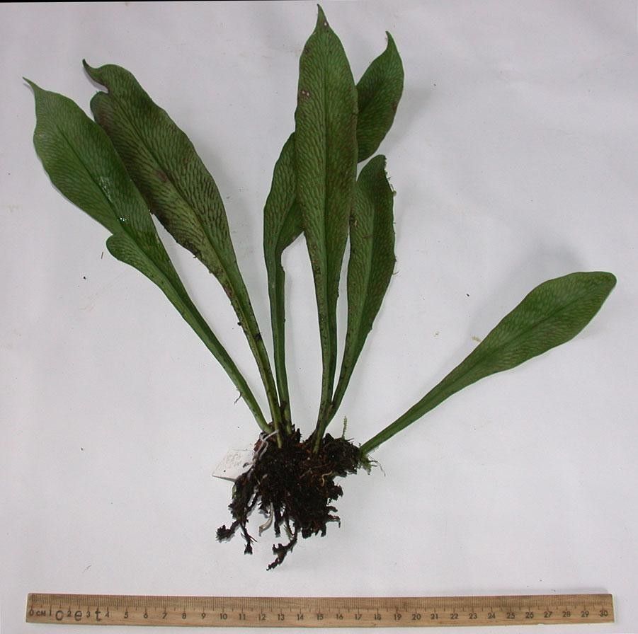 Polytaenium cajenense other