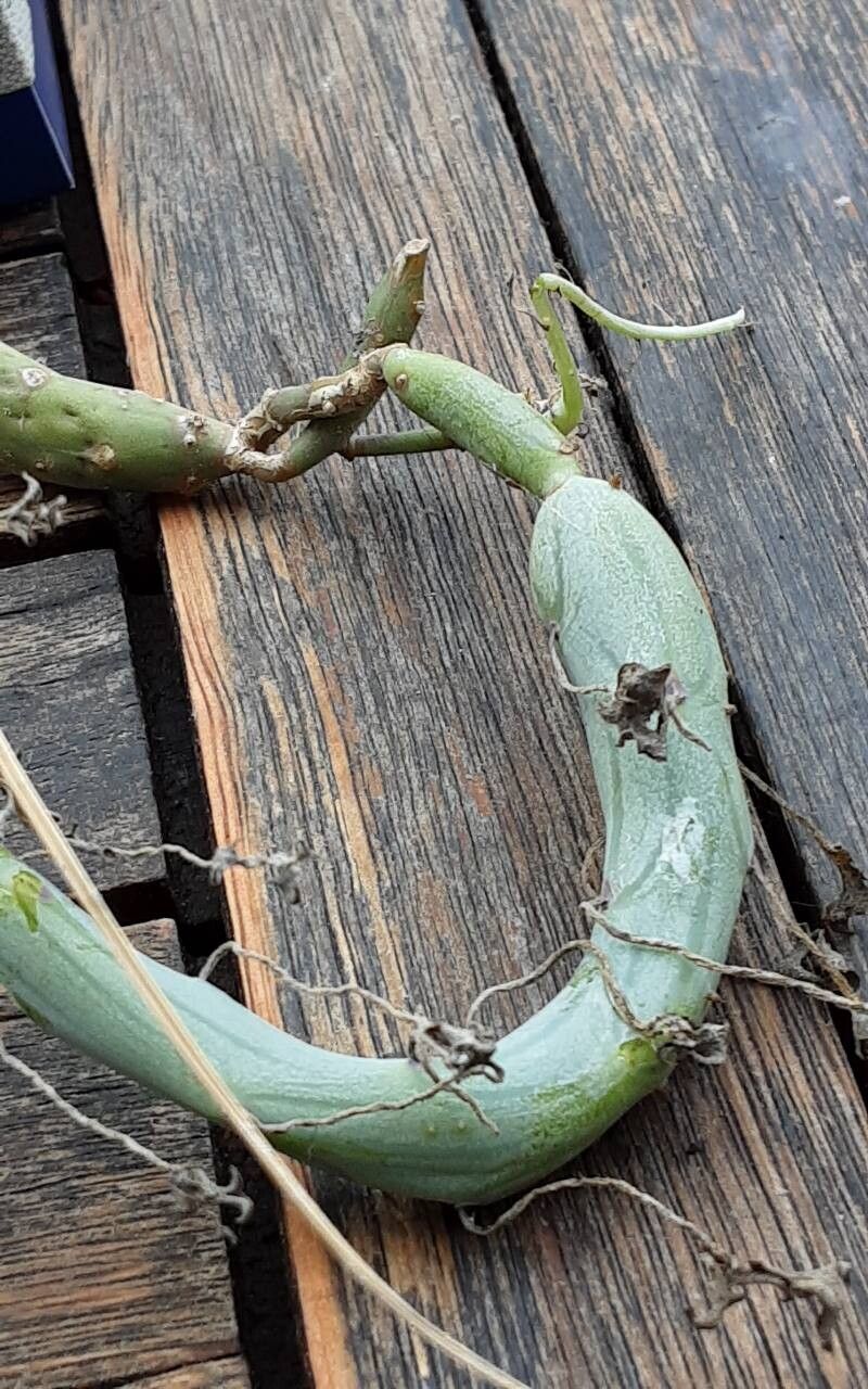 Baculellum articulatum — houseplant care guide