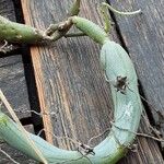 Baculellum articulatum