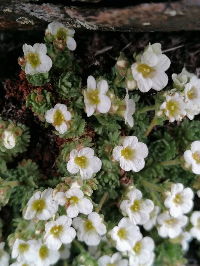 Saxifraga pubescens flower