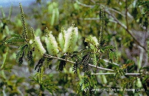 Archidendropsis lentiscifolia habit