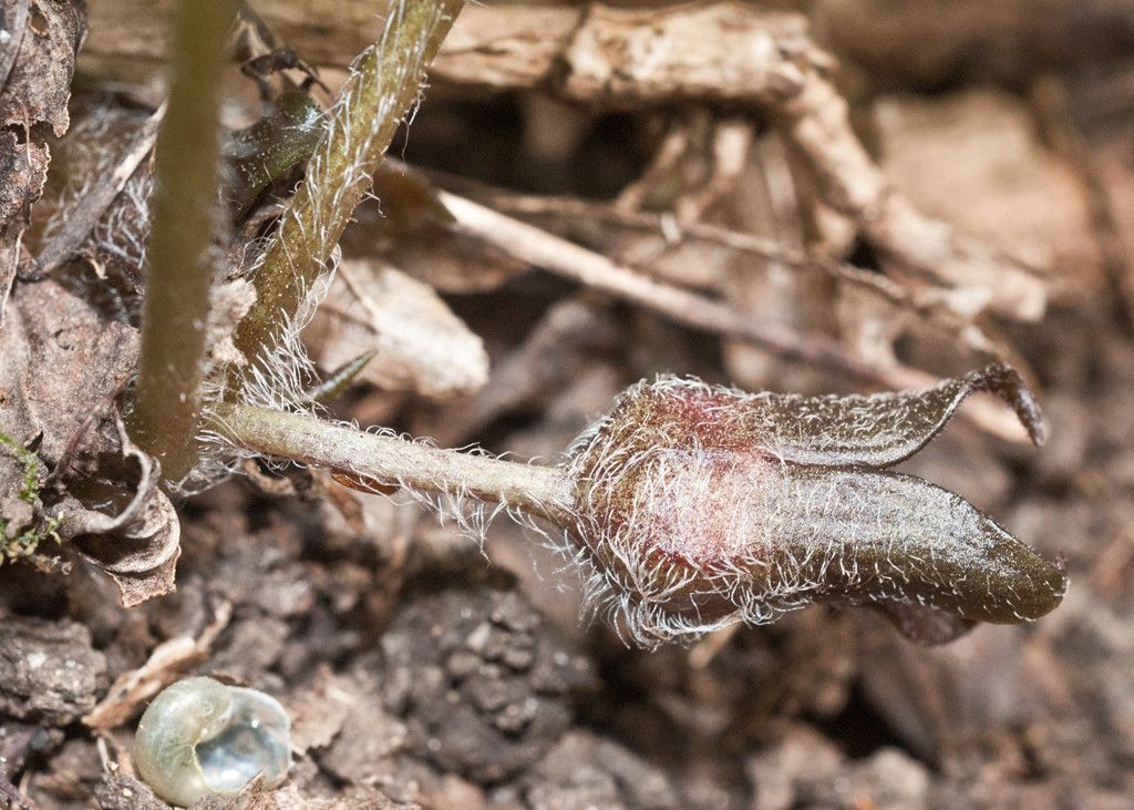 Asarum europaeum fruit