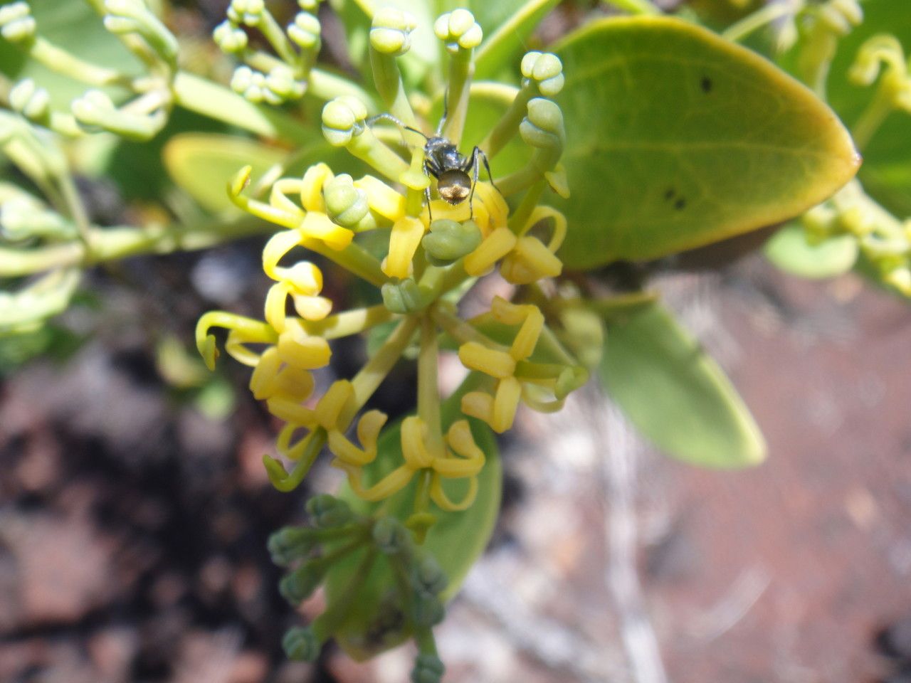 Stenocarpus tremuloides — houseplant care guide