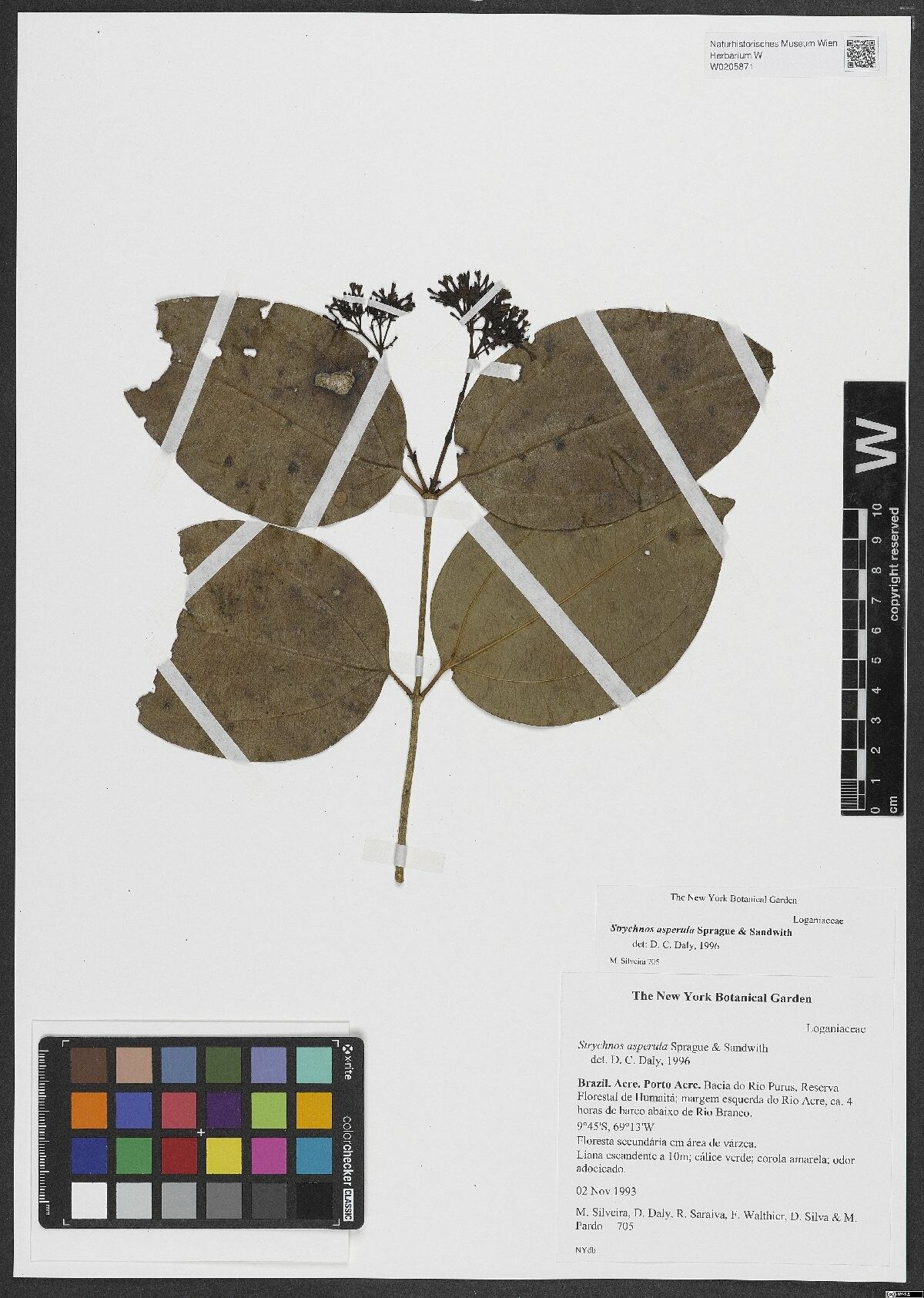 Strychnos asperula leaf