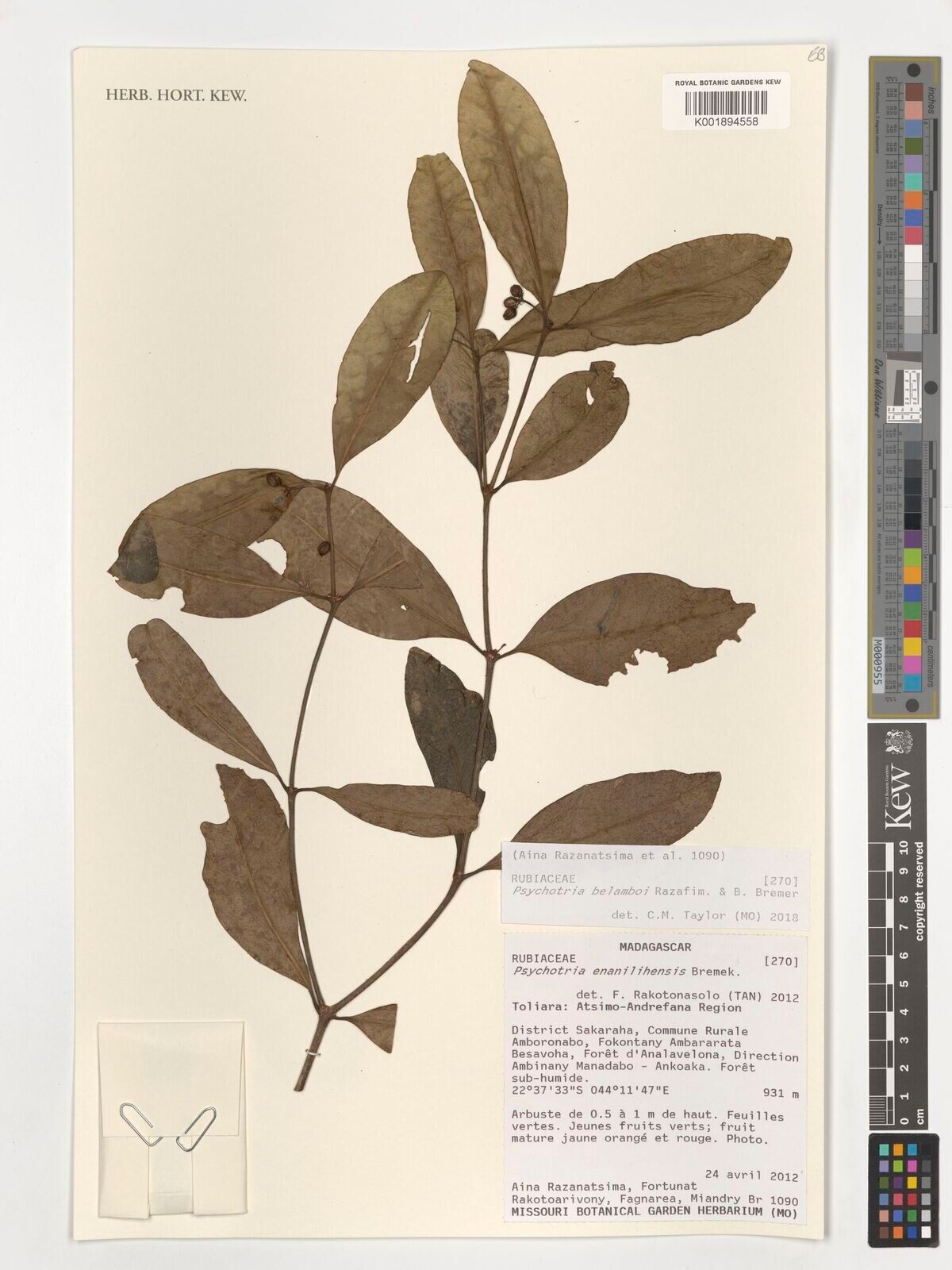 Psychotria enanilihensis — houseplant care guide