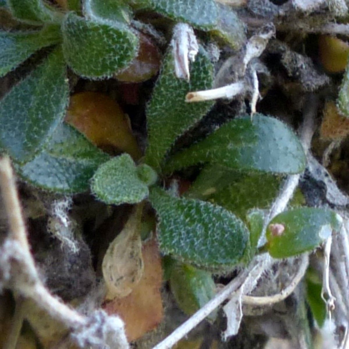 Arabis serpillifolia — houseplant care guide