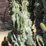 Cereus hildmannianus