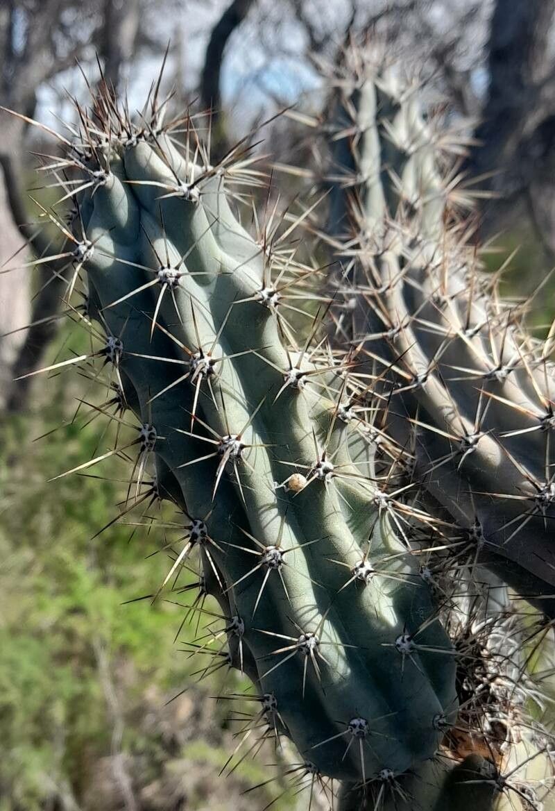 Cereus aethiops