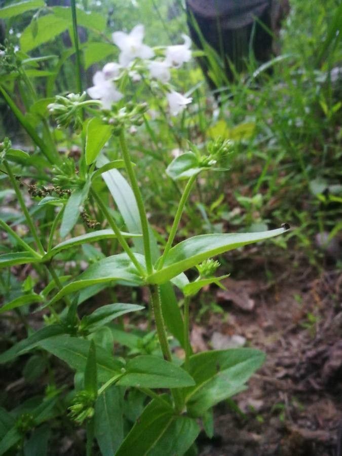 Houstonia purpurea leaf
