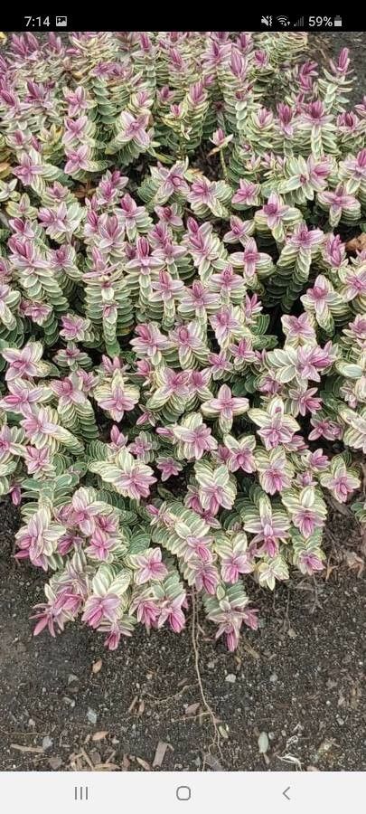Hebe macrocarpa flower