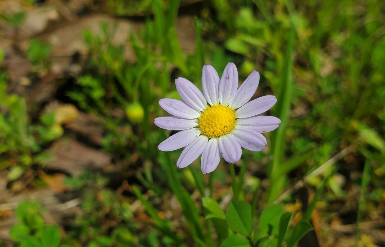 Astranthium integrifolium — search result for 'Kentucky'