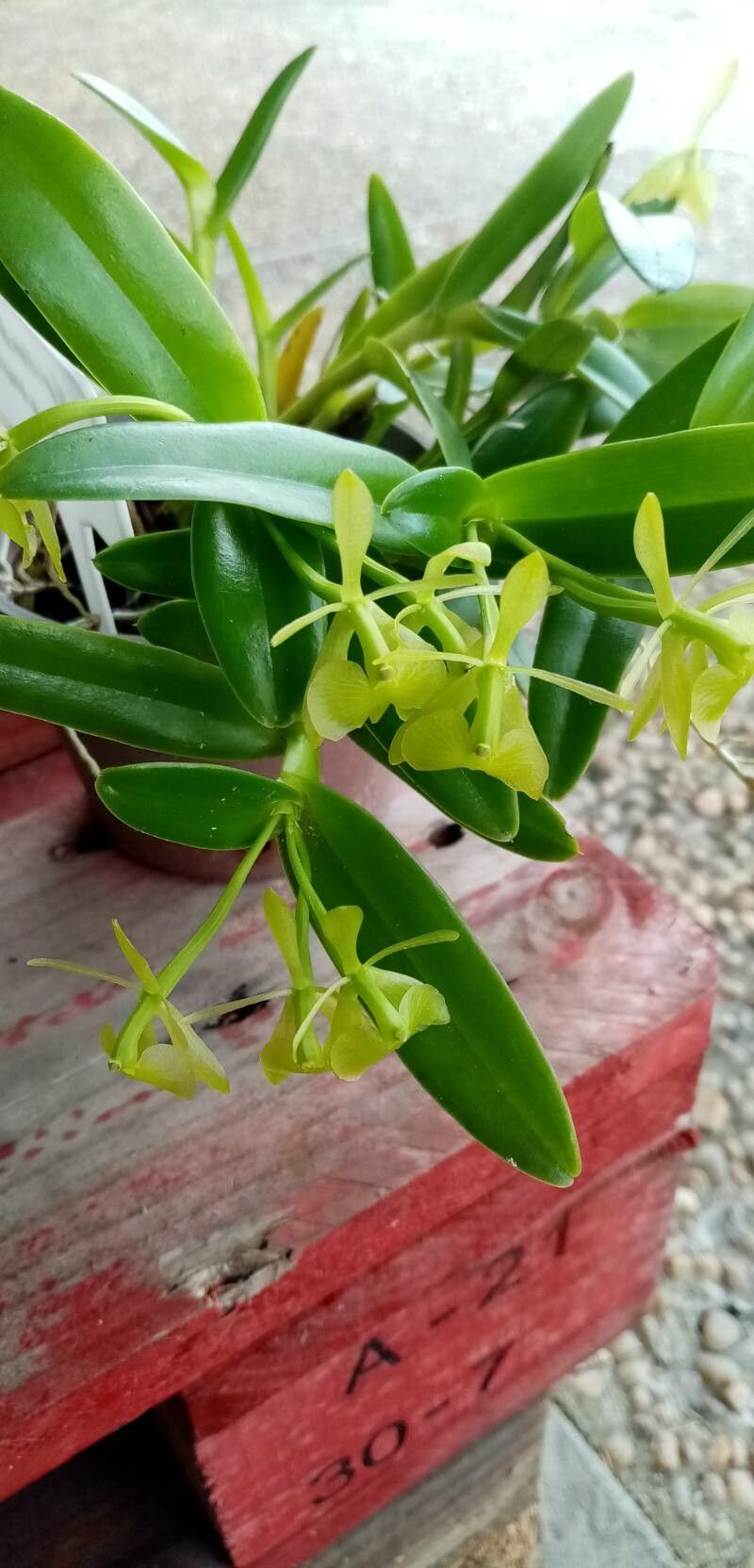 Epidendrum amapense