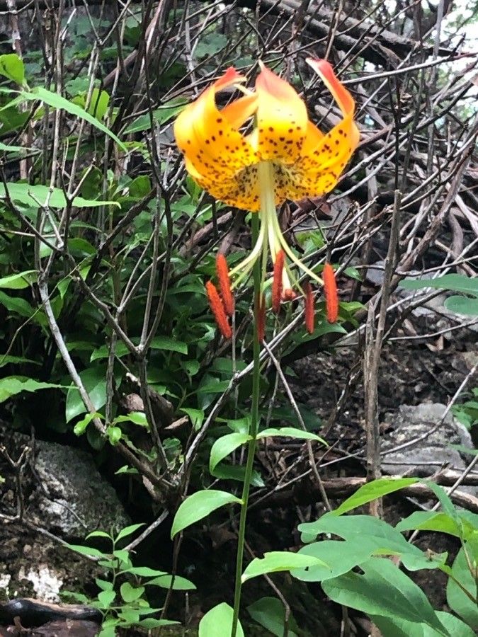 Lilium michauxii flower