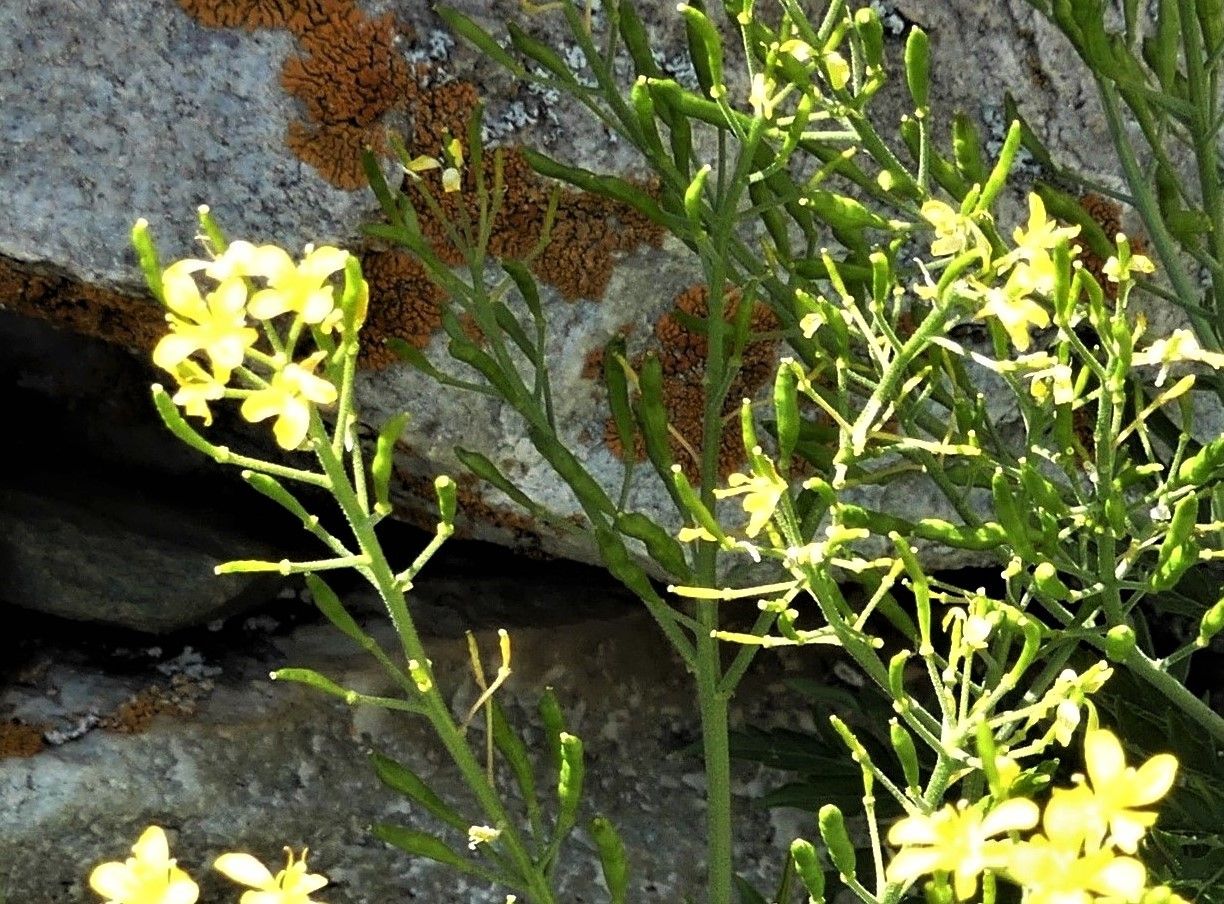 Descurainia tanacetifolia fruit