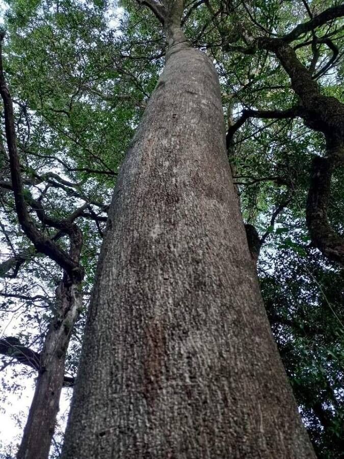 Lonchocarpus nitidus bark