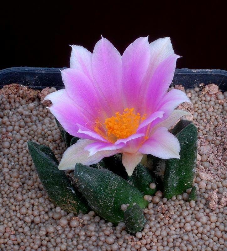 Ariocarpus scaphirostrus habit