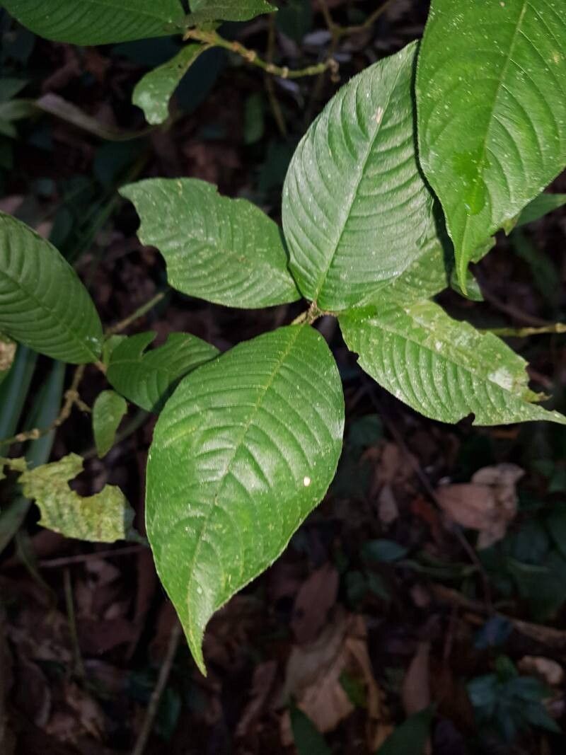 Palicourea acicularis — related species from the same genus