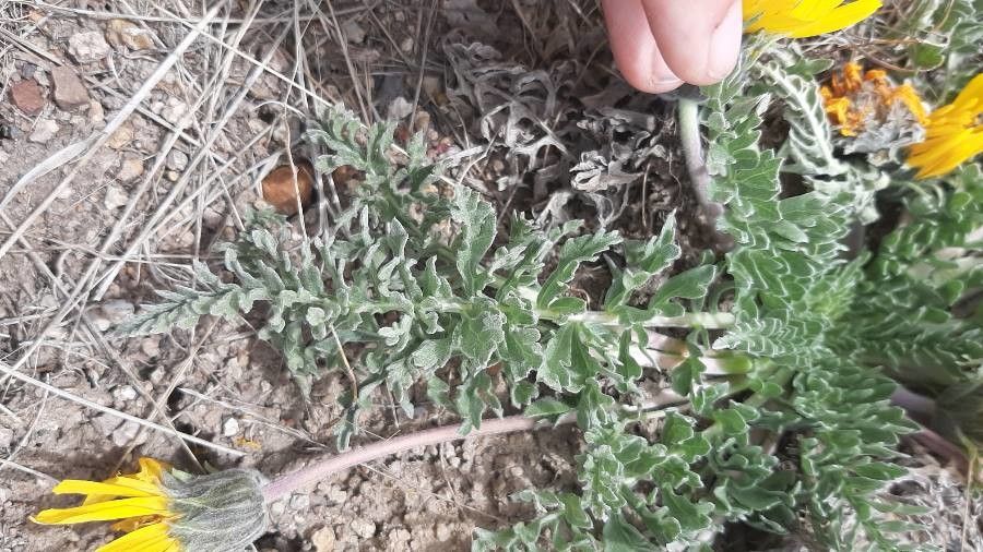 Balsamorhiza hookeri leaf