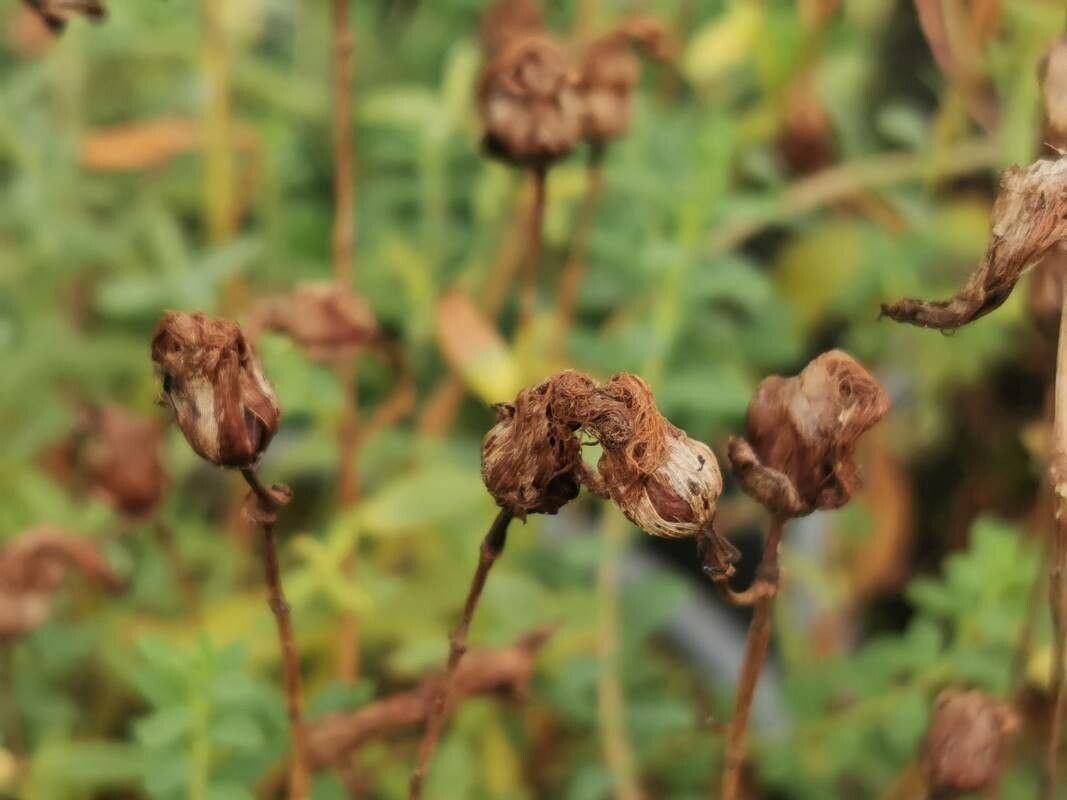 Hypericum olympicum fruit